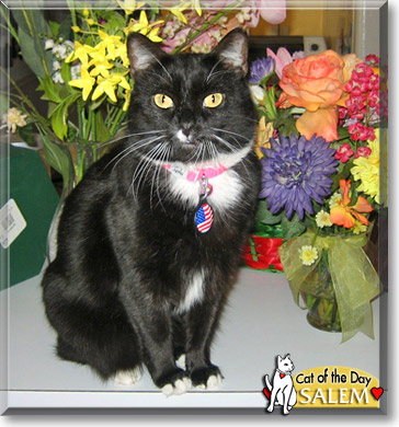 Salem, the Cat of the Day
