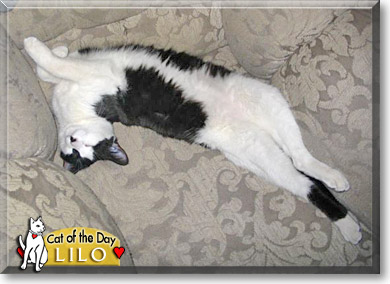 Lilo, the Cat of the Day