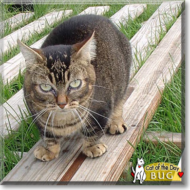 Bug, the Cat of the Day
