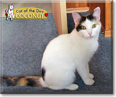 Coconut, the Cat of the Day