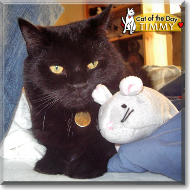 Timmy, the Cat of the Day