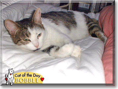 Bobble, the Cat of the Day
