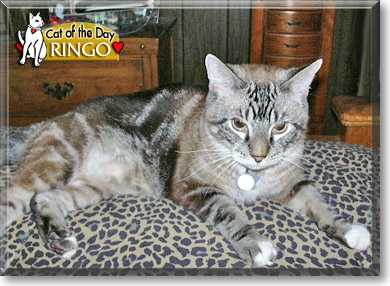 Ringo, the Cat of the Day