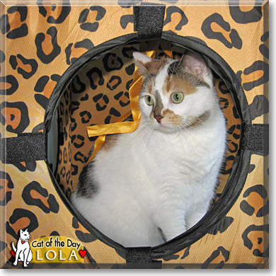 Lola, the Cat of the Day