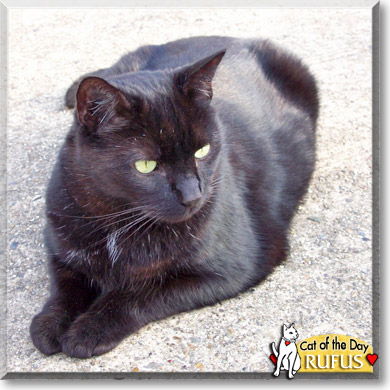 Rufus, the Cat of the Day