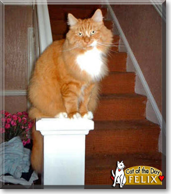 Felix, the Cat of the Day