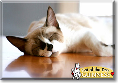 Guinness, the Cat of the Day
