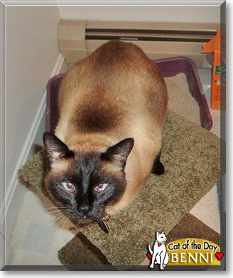 Benni, the Cat of the Day