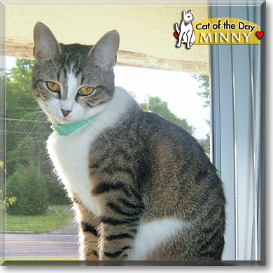 Minny, the Cat of the Day