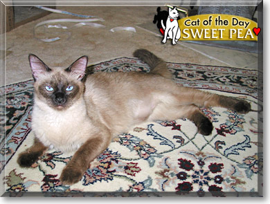 Sweet Pea, the Cat of the Day