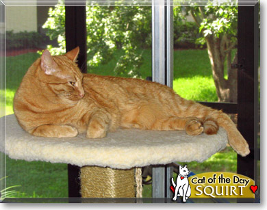 Squirt, the Cat of the Day