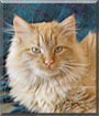 El Gato