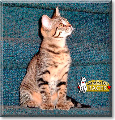 Racer, the Cat of the Day