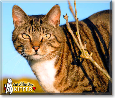 Kipper, the Cat of the Day