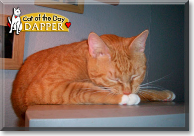 Dapper, the Cat of the Day