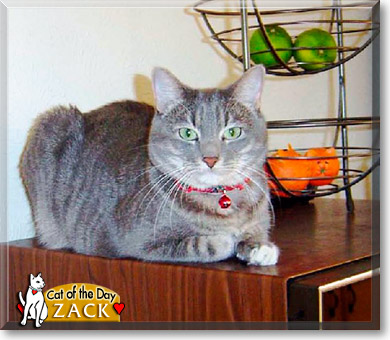 Zack, the Cat of the Day