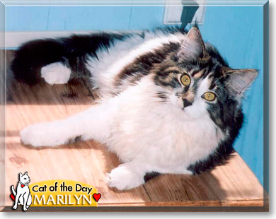 Marilyn, the Cat of the Day