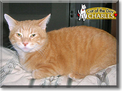 Charles, the Cat of the Day