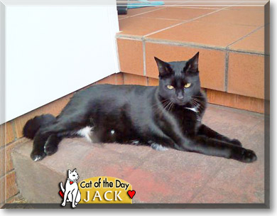 Jack, the Cat of the Day