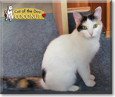 Coconut, the Cat of the Day