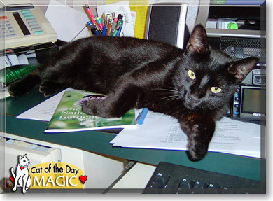 Magic, the Cat of the Day