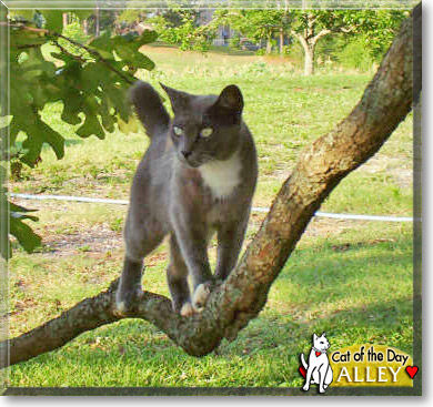 Alley, the Cat of the Day