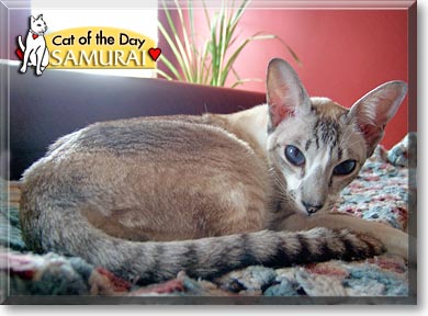 Samurai, the Cat of the Day