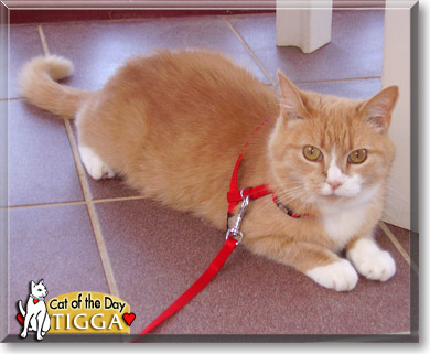 Tigga, the Cat of the Day