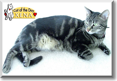 Xena, the Cat of the Day