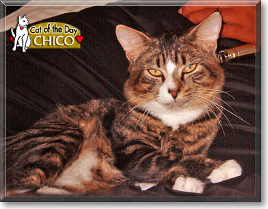 Chico, the Cat of the Day