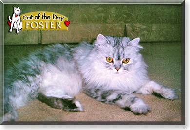 Foster, the Cat of the Day