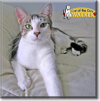 Walker, the Cat of the Day