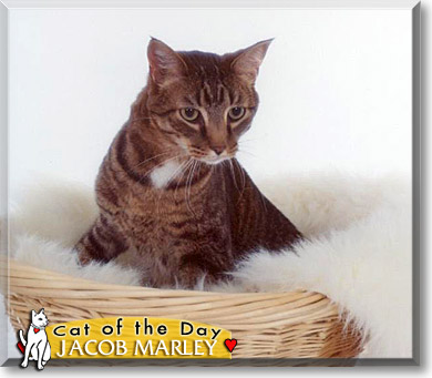 Jacob Marley, the Cat of the Day