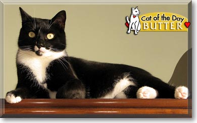 Butter, the Cat of the Day