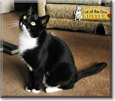 Butter, the Cat of the Day