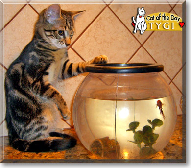 Tygi, the Cat of the Day