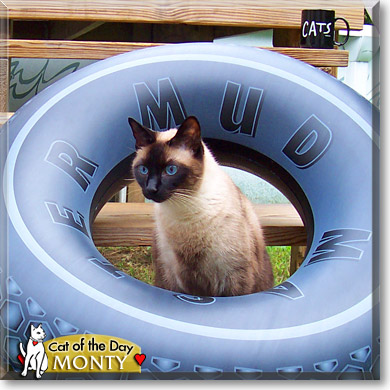 Monty, the Cat of the Day