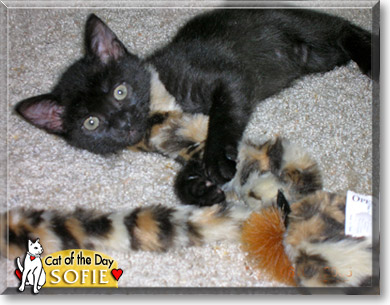 Sofie, the Cat of the Day