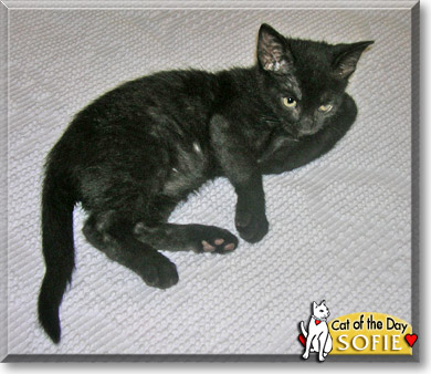 Sofie, the Cat of the Day