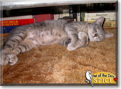 Spice, the Cat of the Day