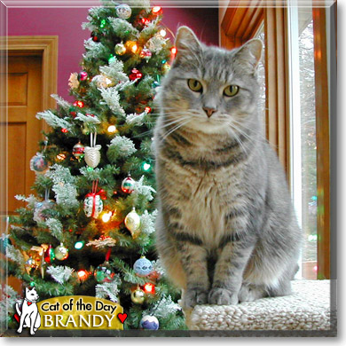 Brandy, the Cat of the Day