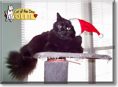 Ollie, the Cat of the Day