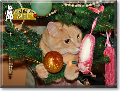 Mel, the Cat of the Day