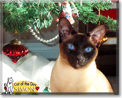 Simon, the Cat of the Day
