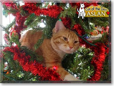 Aslan, the Cat of the Day
