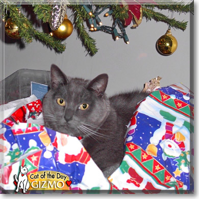 Gizmo, the Cat of the Day