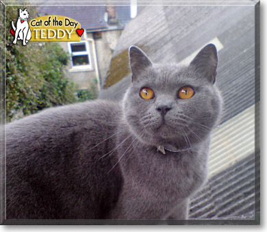 Teddy, the Cat of the Day