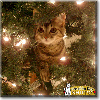 Teddy, the Cat of the Day