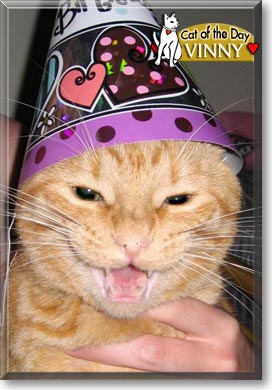 Vinny, the Cat of the Day