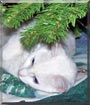 Snowball